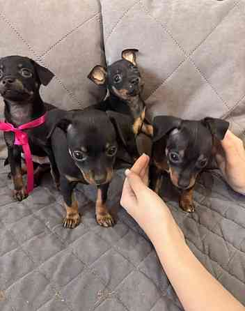 Щенки породы тойтерьера Макеевка