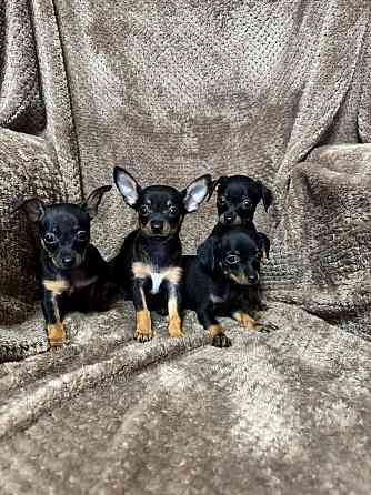 Щенки породы тойтерьера Макеевка