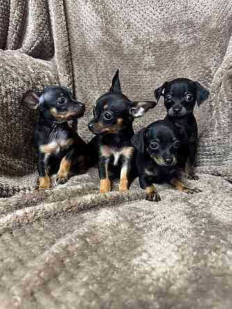 Щенки породы тойтерьера Макеевка