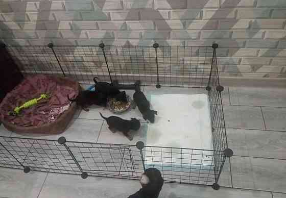 Щенки породы тойтерьера Макеевка