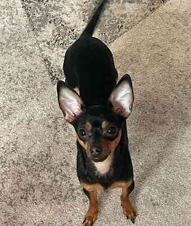 Щенки породы тойтерьера Макеевка