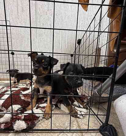 Щенки породы тойтерьера Макеевка