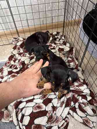 Щенки породы тойтерьера Макеевка