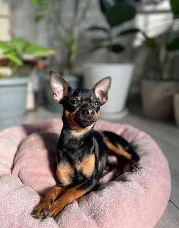 Щенки породы тойтерьера Макеевка