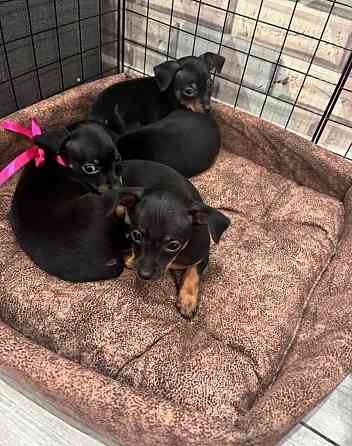 Щенки породы тойтерьера Макеевка