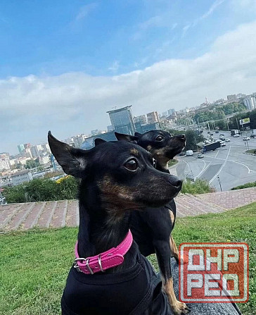 Щенки породы тойтерьера Макеевка - изображение 4