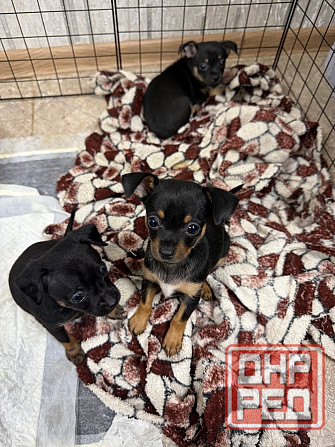 Щенки породы тойтерьера Макеевка - изображение 1