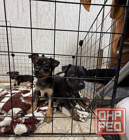 Щенки породы тойтерьера Макеевка - изображение 3