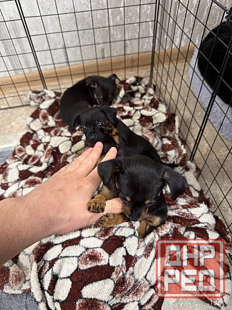 Щенки породы тойтерьера Макеевка - изображение 2