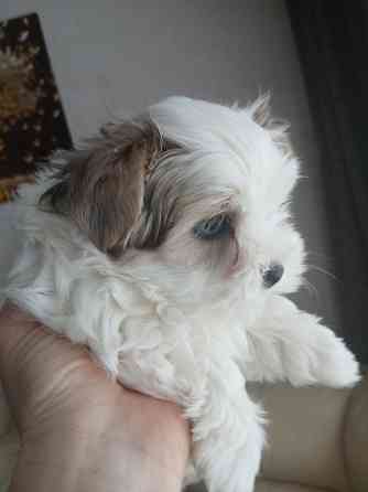 Щенки. Бивер Йокшерский терьер мини Донецк