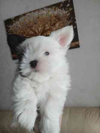 Щенки. Бивер Йокшерский терьер мини Донецк