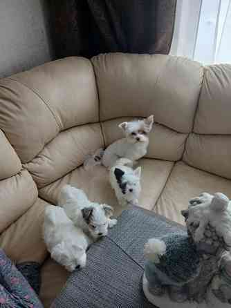 Щенки. Бивер Йокшерский терьер мини Донецк