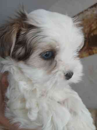 Щенки. Бивер Йокшерский терьер мини Донецк