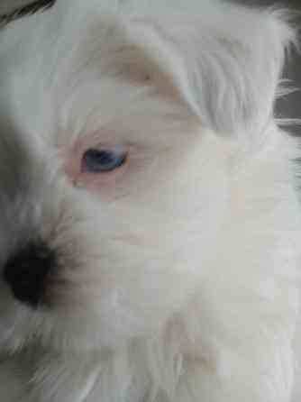 Щенки. Бивер Йокшерский терьер мини Донецк