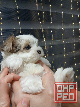 Щенки. Бивер Йокшерский терьер мини Донецк - изображение 7