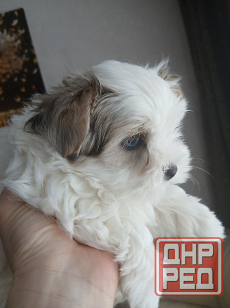 Щенки. Бивер Йокшерский терьер мини Донецк - изображение 6