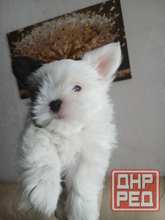 Щенки. Бивер Йокшерский терьер мини Донецк - изображение 4