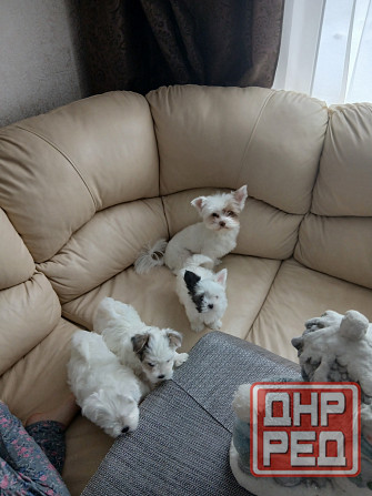 Щенки. Бивер Йокшерский терьер мини Донецк - изображение 5