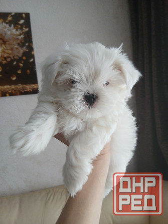 Щенки. Бивер Йокшерский терьер мини Донецк - изображение 3