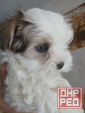 Щенки. Бивер Йокшерский терьер мини Донецк - изображение 1