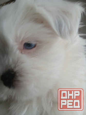 Щенки. Бивер Йокшерский терьер мини Донецк - изображение 2