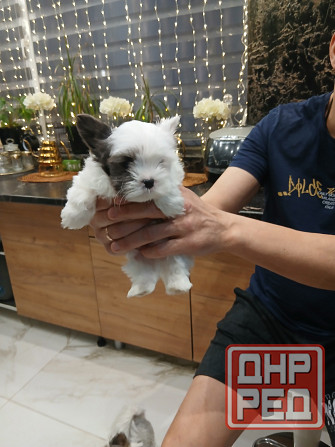 Щенки. Бивер Йокшерский терьер мини Донецк - изображение 8