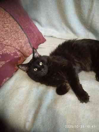 Молодого породистого кота Донецк