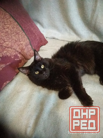 Молодого породистого кота Донецк - изображение 1