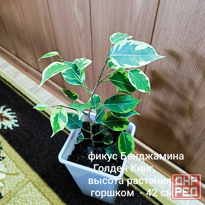 Фикус Бенджамина, Голден Кинг Донецк - изображение 1