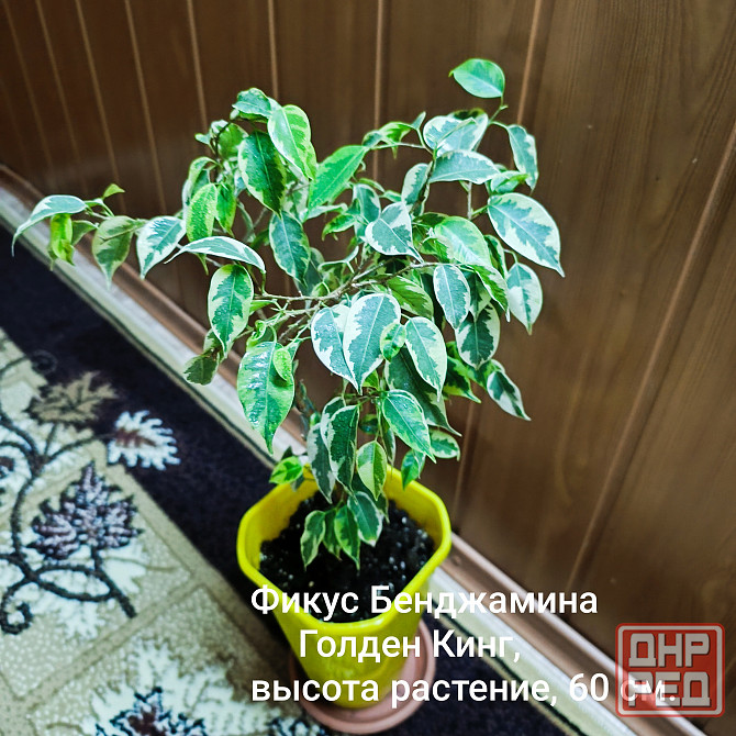 Фикус Бенджамина, Голден Кинг Донецк - изображение 2