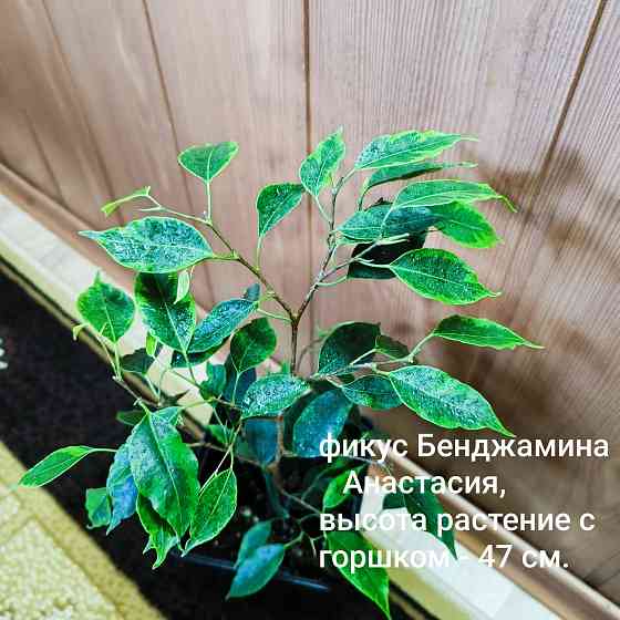Фикус Бенджамина, Анастасия Донецк