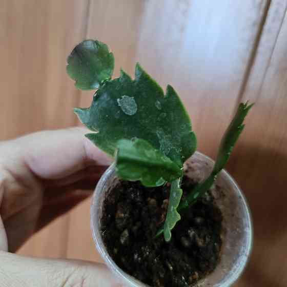 Шлюмбергера Донецк