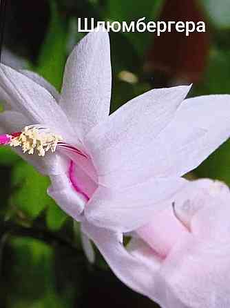 Шлюмбергера Донецк