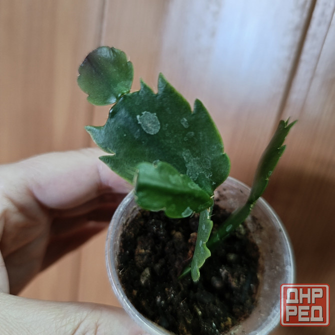 Шлюмбергера Донецк - изображение 2