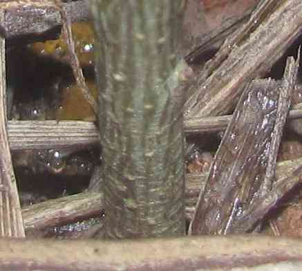 Заодно мне диагноз "обрюзг" Донецк