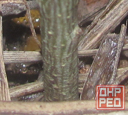 Заодно мне диагноз "обрюзг" Донецк - изображение 1