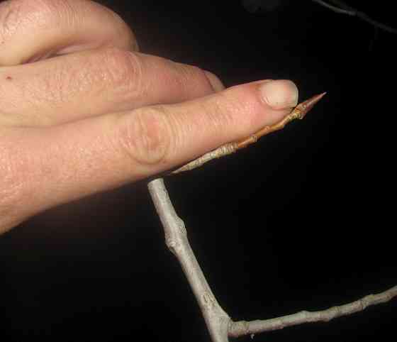 Вроде бы откуда, новая посуда Донецк