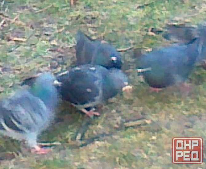 Однако соседка, гостем пшено Донецк - изображение 1