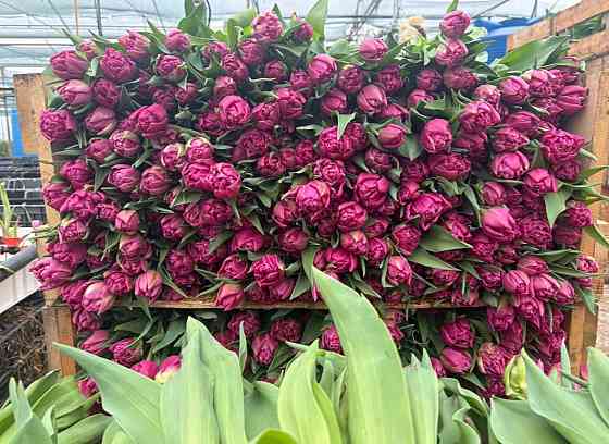 Тюльпан к 8 марта Донецк