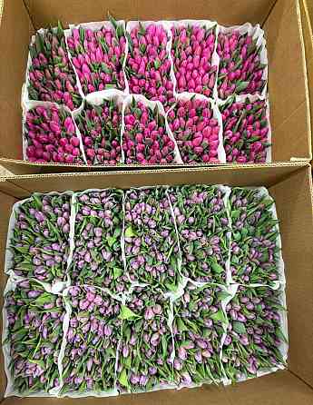 Тюльпан к 8 марта Донецк