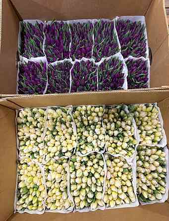 Тюльпан к 8 марта Донецк