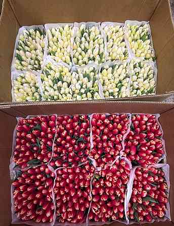 Тюльпан к 8 марта Донецк