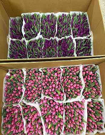 Тюльпан к 8 марта Донецк