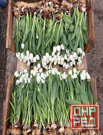 Тюльпан к 8 марта Донецк - изображение 1