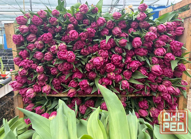 Тюльпан к 8 марта Донецк - изображение 3