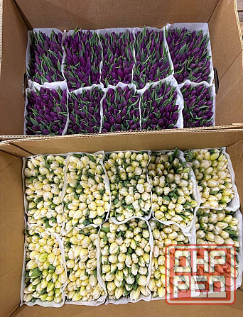 Тюльпан к 8 марта Донецк - изображение 5