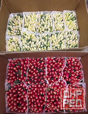 Тюльпан к 8 марта Донецк - изображение 6