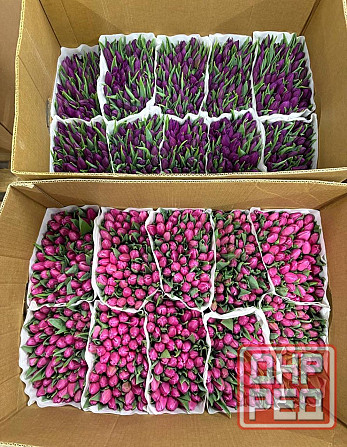 Тюльпан к 8 марта Донецк - изображение 7