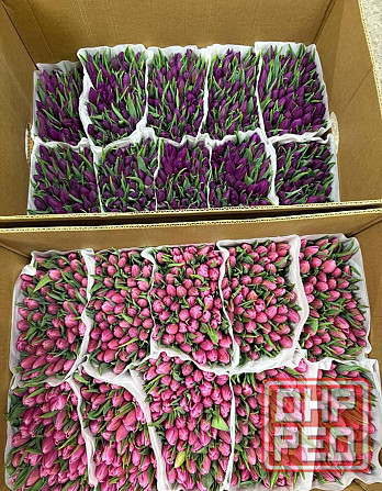 Тюльпан к 8 марта Донецк - изображение 2