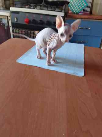 Кошки Макеевка